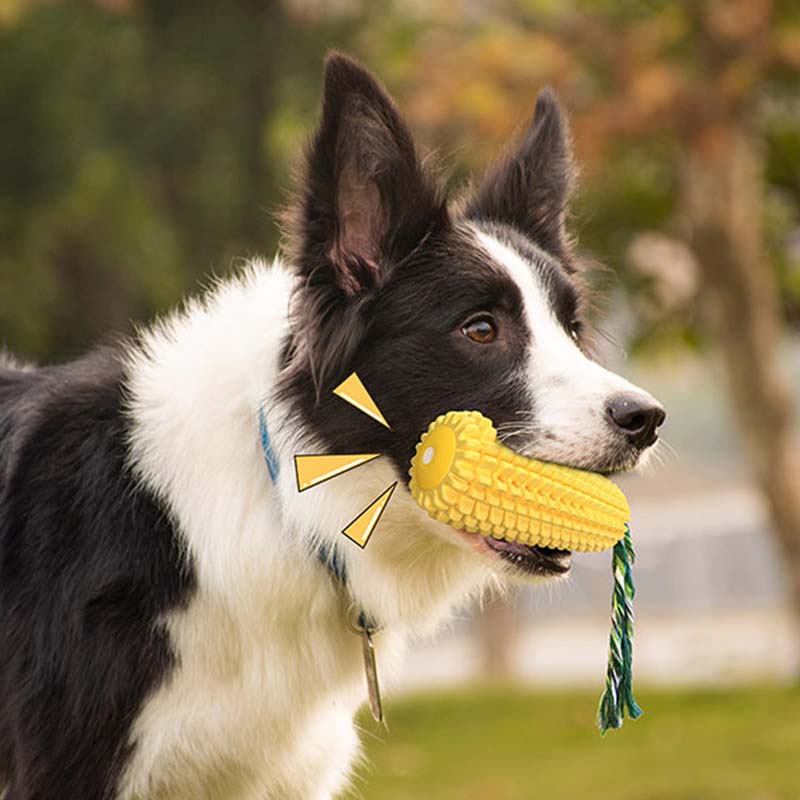 Hot Selling Large Size Corn Sh - Corn Dog Stick incelemesi ve fiyatı